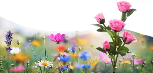 Solarblume | Solar-LED-Gartenlampe Pink Roses | 74 cm, 600 mAh | FLD-35-PINK