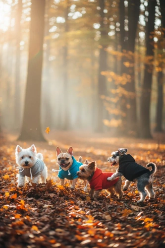 Hundepullover mit Kapuze für Hunde und Katzen | XS | schwarz | PET-015XS-BK