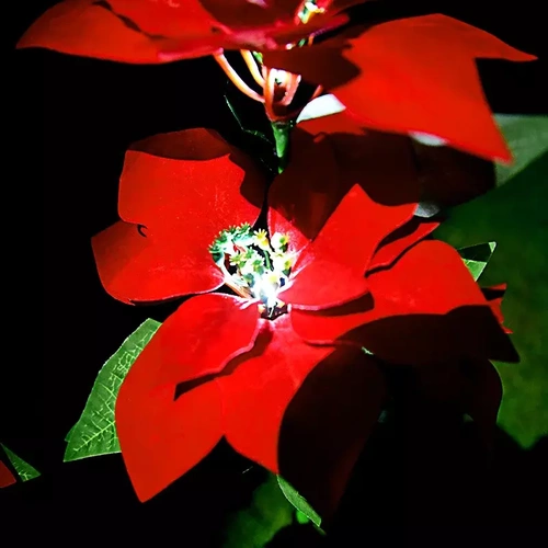 Solarblume | Garten Solar LED Lampe Stern von Bethlehem | 70 cm, 600 mAh | FLD-22-RED
