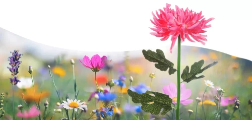 Solarblume | Solar-LED-Gartenlaterne Chrysantheme | 72 cm, 600 mAh | FLD-26-PINK