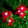LED-Gartenleuchte Solar Blume Weihnachtsstern | 70 cm, 600 mAh | rot | FLD-22-RED