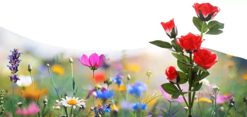 LED-Gartenleuchte Solarblume | 74 cm, 600 mAh | rot | FLD-35-RED