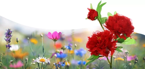 LED-Gartenleuchte Solarblume | 80 cm, 600 mAh | rot | FLD-10-RED