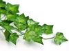 DG-Y230MM-GREEN3| Künstlicher Efeu | Dekorative Girlande | Zierblätter