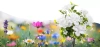 Solarblume | Solar-LED-Gartenlaterne Begonia | 60 cm, 600 mAh | FLD-27-WEISS