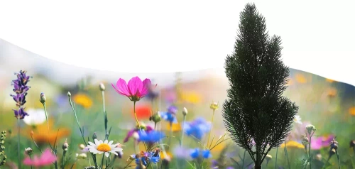 LED-Gartenleuchte Solar Tannenbaum | 66 cm, 600 mAh | FLD-34