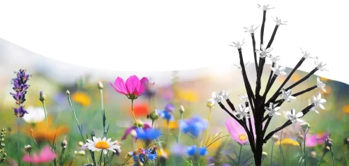 LED-Gartenleuchte Solarblume | 70 cm, 600 mAh | FLD-07-C