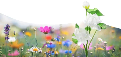 Solarblume | Solar-LED-Gartenlampe Lotus, Wasserlilie | 72 cm, 600 mAh | FLD-25-WHITE