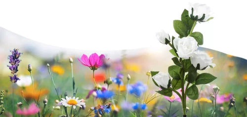 Solarblume | Solar-LED-Gartenlampe Weiße Rosen | 74 cm, 600 mAh | FLD-35-WHITE