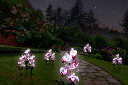 Solarblume | Solar-LED-Gartenlampe Orchidee | 75 cm, 600 mAh | FLD-23-WP