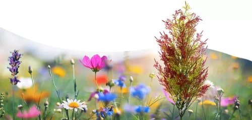 LED-Gartenleuchte Solarblume | 80 cm, 600 mAh | FLD-32-C