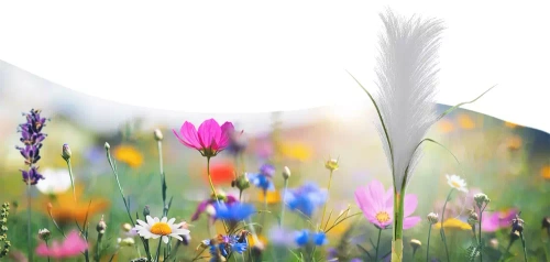 LED-Gartenleuchte Solar Blume Pampasgras | 73 cm, 600 mAh | FLD-04-W