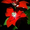 LED-Gartenleuchte Solar Blume Weihnachtsstern | 70 cm, 600 mAh | rot | FLD-22-RED