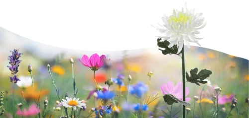 Solarblume | Solar-LED-Gartenlaterne Chrysantheme | 72 cm, 600 mAh | FLD-26-WEISS