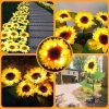 Solarblume | Solar-LED-Gartenlaterne Sonnenblume | 68 cm, 600 mAh | FLD-21-GELB