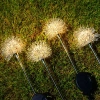 Solarblume | Solar-LED-Gartenlaterne Pusteblume | 68 cm, 600 mAh | FLD-28-W