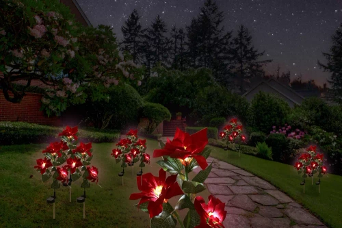 Solarblume | Garten Solar LED Lampe Stern von Bethlehem | 70 cm, 600 mAh | FLD-22-RED