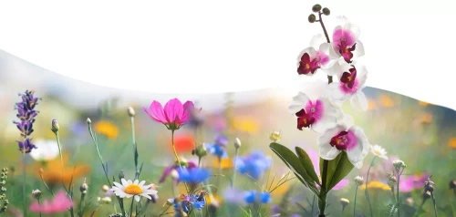 LED-Gartenleuchte Solarblume Orchidee | 75 cm, 600 mAh | FLD-23-WP