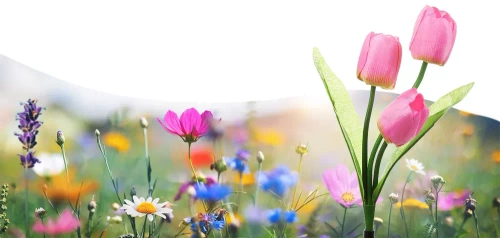 Solarblume | Solar-LED-Gartenlaterne Tulpe | 65 cm, 600 mAh | FLD-40-PINK