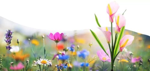 Solarblume | Solar-LED-Gartenlaterne Kalia | 67 cm, 600 mAh | FLD-38-PINK