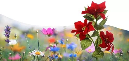 LED-Gartenleuchte Solar Blume Weihnachtsstern | 70 cm, 600 mAh | rot | FLD-22-RED