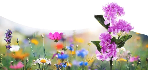 Solarblume | Solar-LED-Gartenlaterne Hortensie | 76 cm, 600 mAh | FLD-37-PURPLR