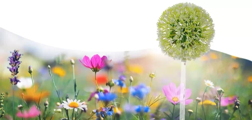 LED-Gartenleuchte Solarblume Knoblauch | 73 cm, 600 mAh | FLD-05-C