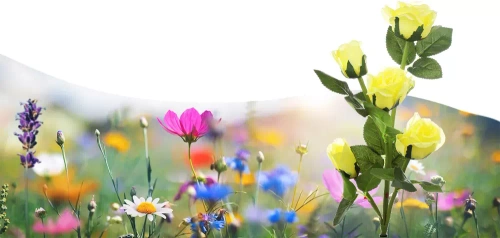 Solarblume | Solar-LED-Gartenlampe Gelbe Rosen | 74 cm, 600 mAh | FLD-35-GELB