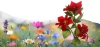 Solarblume | Garten Solar LED Lampe Stern von Bethlehem | 70 cm, 600 mAh | FLD-22-RED