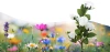 Solarblume | Solar-LED-Gartenlampe Weiße Rosen | 74 cm, 600 mAh | FLD-35-WHITE