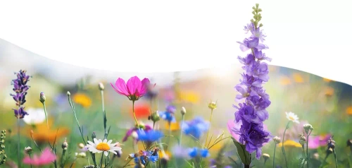 Solarblume | Solar-LED-Gartenlaterne Rittersporn | 72 cm, 600 mAh | FLD-33-PURPLE