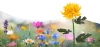 Solarblume | Solar-LED-Gartenlaterne Chrysantheme | 72 cm, 600 mAh | FLD-26-GELB